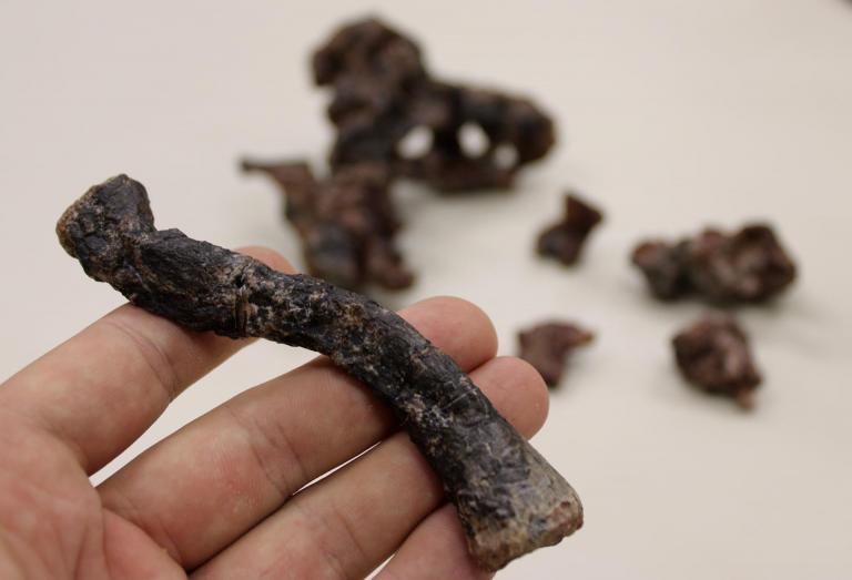 Pesquisadores do CAPPA conseguiram resgatar o fêmur do animal. - Foto: Rodrigo Temp Müller