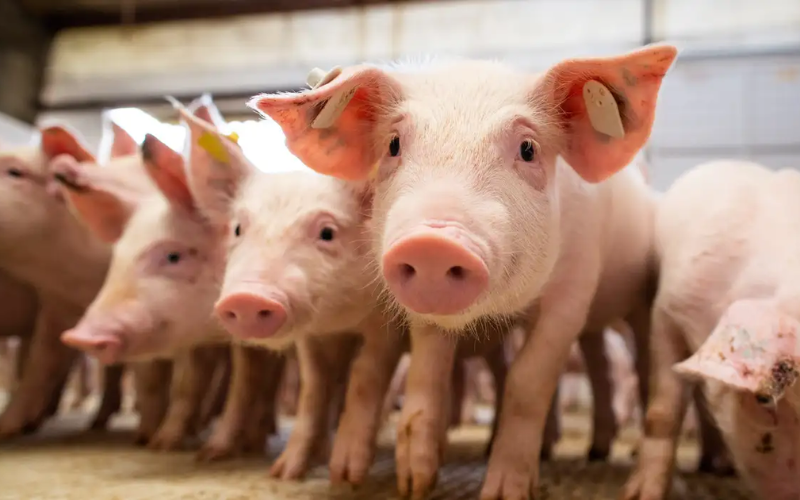 O cérebro passou a funcionar, 50 minutos após retirá-los do corpo, o que tecnicamente seria a morte do organismo. Os testes foram feitos com porcos, animais que em experiências científicas têm semelhanças com os humanos. Foto: Agência Brasil