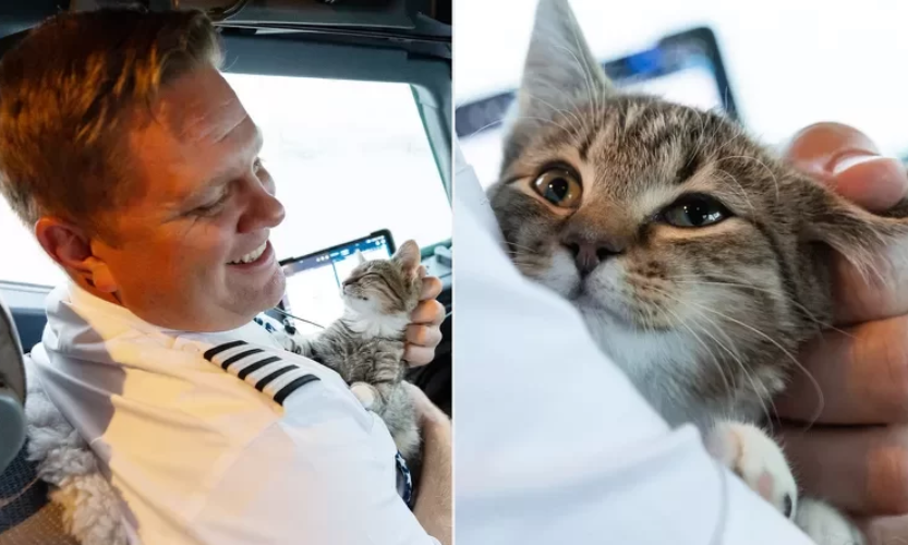 O gatinho Avery conquistou o coração do piloto Matt Prebis, que ajudava no resgate de animais afetados pelo furacão nos EUA. O felino foi adotado. - Foto: GNN