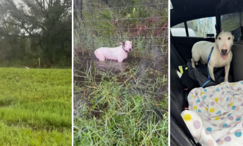 Pouco antes da chegada do furacão Milton, o policial resgata este cão, que foi amarrado a uma cerca e abandonado na Flórida. - Foto: SunnySkyz