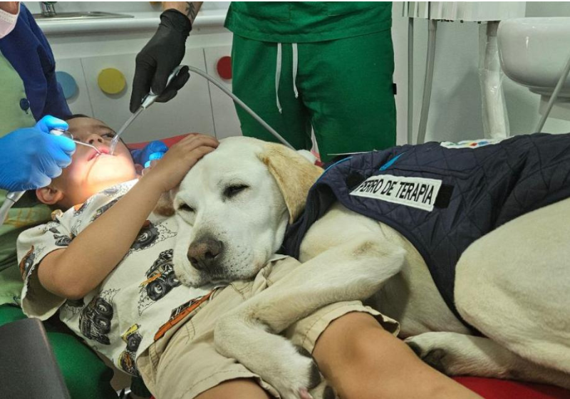 O cachorrinho Aldo está sempre atento para acalmar pacientes nervosos no consultório do dentista e chega a deitar no colo das crianças. - Foto: Gabriela Jiménez/Primiciais