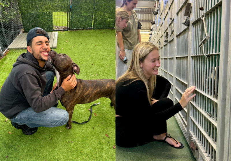 Os cachorrinhos e gatinhos foram adotados depois que o pedido de ajuda do Palm Beach County Animal Care and Control viralizou. - Foto: Palm Beach County Animal Care and Control