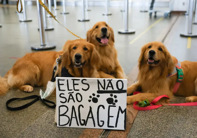 Entre as novas regras para transporte aéreo de animais no Brasil estão o monitoramento e serviços veterinários emergenciais durante os vôos. O tutor do Joca participou do anúncio. - Foto: Fabio Rodrigues-Pozzebom/Agência Brasil