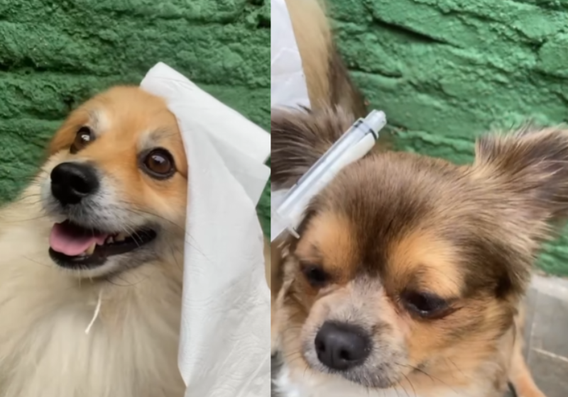 Os cachorrinhos parecem ter amado. Eles ficaram tão quietinhos para o vídeo! - Foto: @space_dog_vm/Instagram