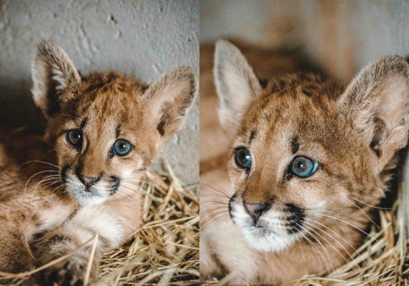 O filhote de onça-parda está se recuperando no Zoológico de Brasília. A fêmea foi encontrada desidratada em uma fazenda de Unaí. - Foto: @zoobrasilia/Instagram