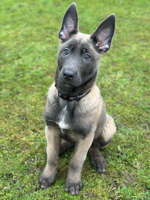 Olha a carinha do Axel, doido pra prender quem abandonou ele! - Foto: Durham Police