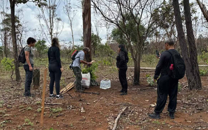 A comunidade do DF se une para restaurar a Floresta Nacional que foi destruída pelas queimadas de setembro, plantas serão semeadas e mais duas estão marcadas. Foto: Correio Braziliense