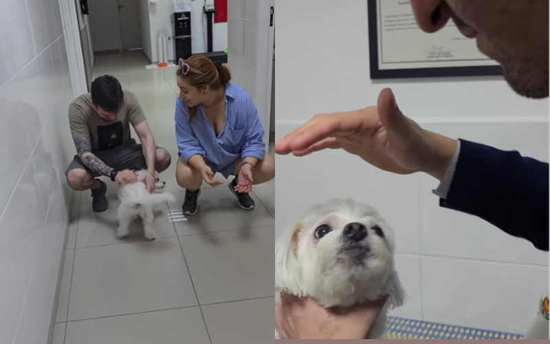 Cãozinho cego⁣ volta a enxergar após cirurgia de catarata e reação dele encanta web