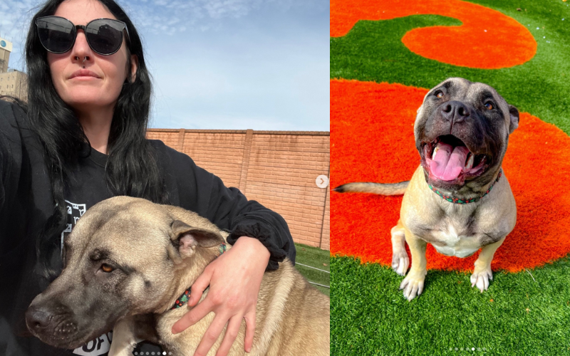 Um carteiro resgata Toni, uma cachorrinha, "esquecia" na rua, em Missouri, nos EUA, mas agora ela está bem e aguardando uma família. Foto: @Stray Rescue of St. Louis