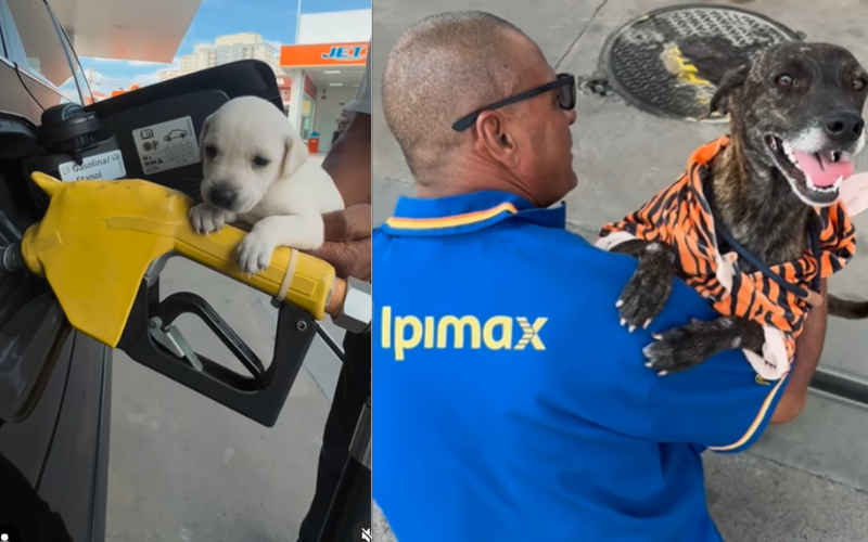 O vídeo viralizou e o posto virou local de turismo. Todo mundo quer ver a Tigresa e seus sete filhotes – cinco fêmeas e dois machos.