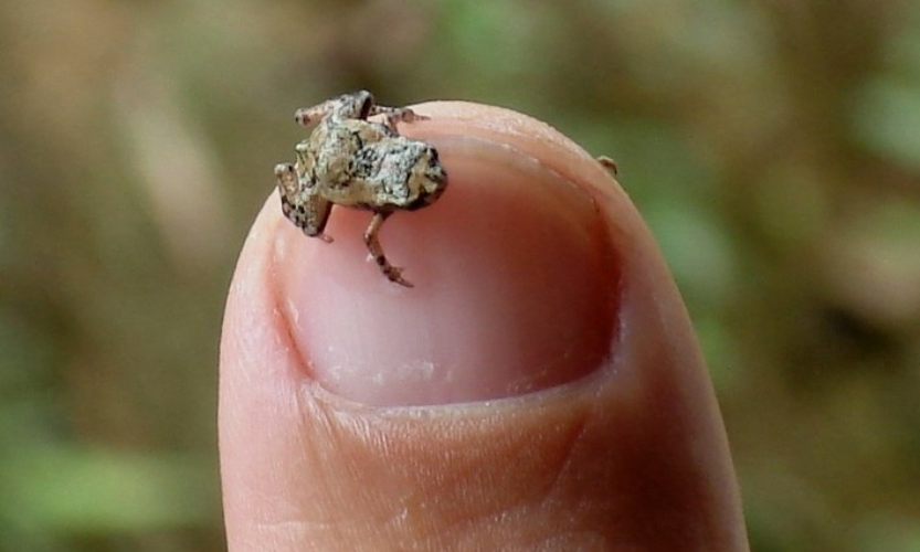 Ele mede pouco mais de 6,9 milímetros, do tamanho de um grão de arroz. - Foto: IEMA