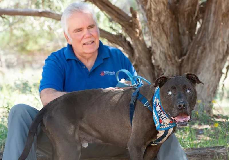 Moogan, o cão cego diso de 11 anos, deu o alerta sobre a cascavel enquanto passeava com o amigo Dan Fishbein e salvou a vida dele, nos EUA . -Foto: Best Friends Animal Society