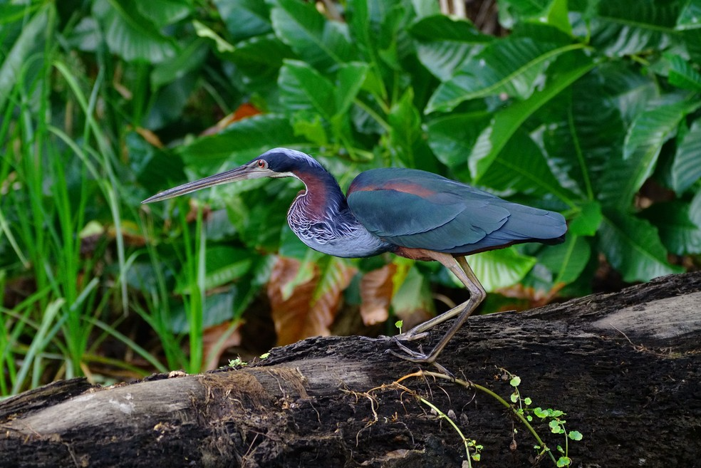 A garça-da-mata sai para procurar alimento apenas no período de seca. - Foto: Ananda Porto/TG