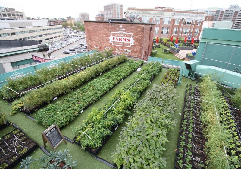 Com os alimentos na horta do terraço, o hospital ajuda a comunidade e fornece comida fresca aos pacientes. - Foto: Boston Medical Center