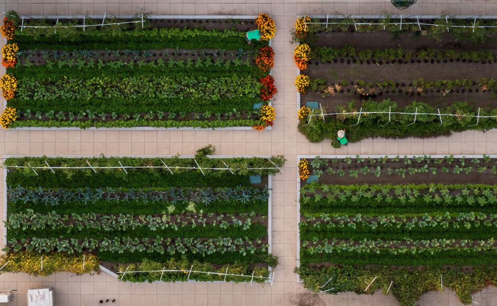 Olha que incrível o tamanho dessa horta! - Foto: Boston Medical Center