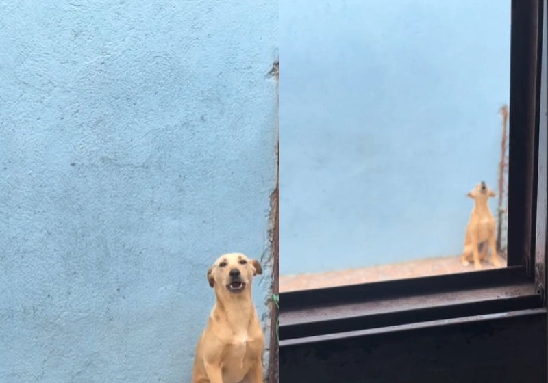 O caramelo Snoopy, de São Paulo, vira um verdadeiro artista quando escuta a música do carro de gás. - Foto: @snoopydodog29/TikTok