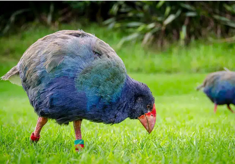 A ave pré-histórica takahē retornou a natureza depois de um grande projeto de conservação na Nova Zelândia. - Foto: Kathrin & Stefan Marks/Flickr