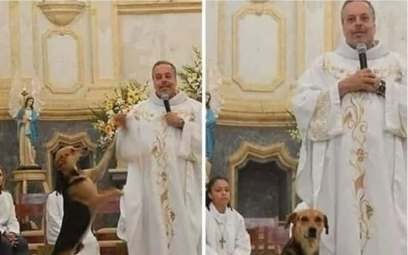 O padre João Paulo, de Caruaru, em PE, resgata cães das ruas e os leva para a missa para serem adotados. - Foto: @/pe_joao_paulo