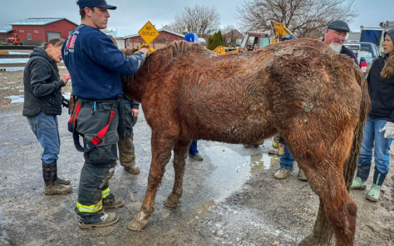 No Colorado, nos EUA, vizinhos se unem para ajudar no resgate do cavalo Hank, que caiu no bueiro. - Foto: Corpo de Bombeiros de Grand Junction