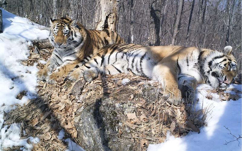 Boris e Svetlana, tigres separados quando filhotes, são reunidos e se apaixonam. Uma linda história de amor. - Foto: The Seattle Times