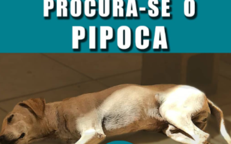 Outro cachorrinho desaparecido foi Pipoca, os tutores anunciaram no "Cadê meu pet", certos de que voltaria para casa. Foto: @cademeupet? 