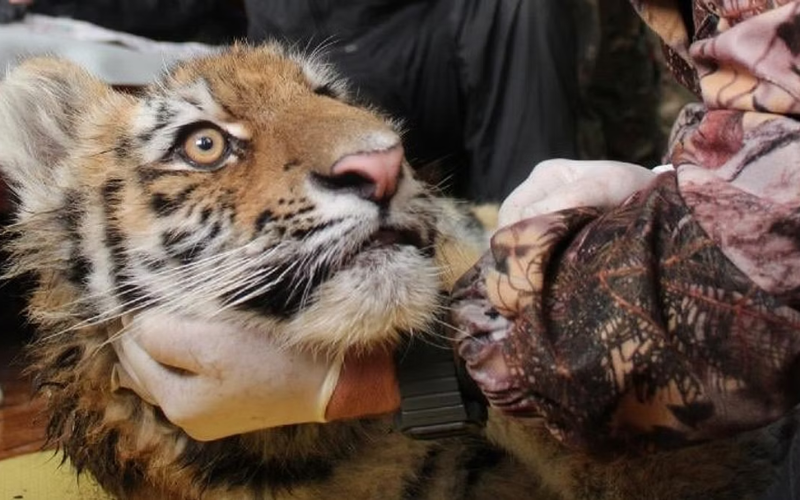 Na Rússia, um estudo reuniu seis filhotes de tigres separados quando bebês e a experiência mostra como se adaptaram à vida selvagem. Foto: Deccan Herald 