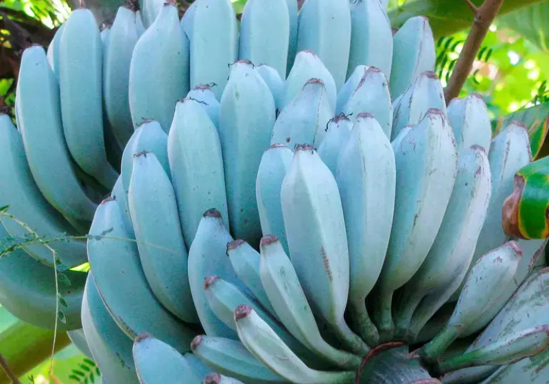 Conhe a A Banana Azul Natural Com Sabor De Baunilha E Textura De 