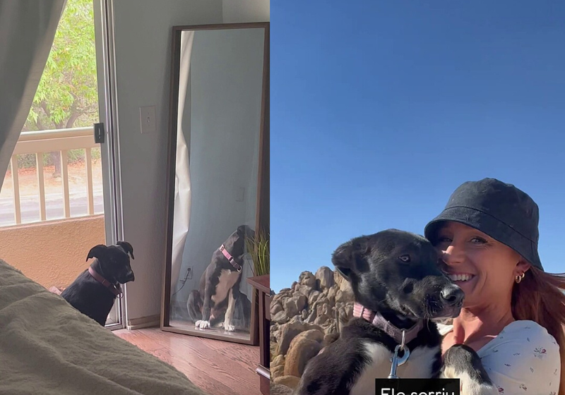 A tutora Kels adotou o cão Nash, que era o mais triste do abrigo, mas ele se transformou em pura alegria! - Foto: @kelsmcdonough/TikTok