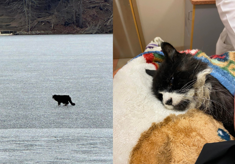 O gatinho cego e de 20 anos, estava preso em um lago congelante. Voluntários agiram rápido e salvaram a vida do animal. - Foto: Westford Animal Control/Facebook