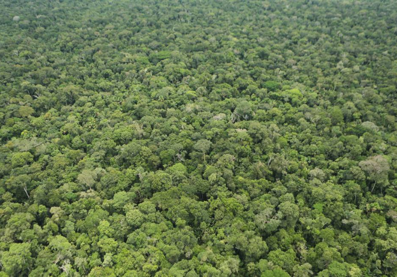 Com o investimento do DFC, vai ser possível continuar a reflorestar a Amazônia e gerar empregos locais. - Foto: Jorge William/O Globo