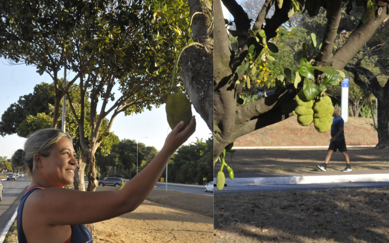 São mais de 950 mil árvores frutíferas e não faltam opções...pitangas, acerolas, amoras, carambolas, goiabas, mangas, jacas e abacates. Foto: Novacap