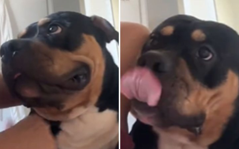 Hank, um american bully, é todo cheio de charme e tem um perfil na internet com seguidores. Foto: @hankbully