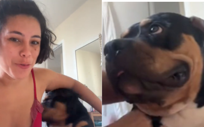 Cachorro mata barata, mostra todo orgulhoso para a tutora e vídeo viraliza; veja