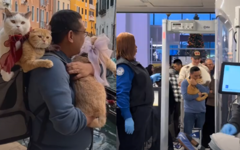 O advogado Dan, dos EUA, treinou tão bem os gatinhos que eles não estranham os aeroportos nem locais com muita gente. Foto: @spongecake