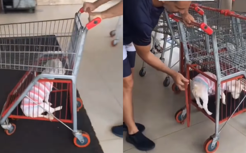 Supermercado adapta carrinho de compras para donos não deixarem pets do lado de fora; vídeo