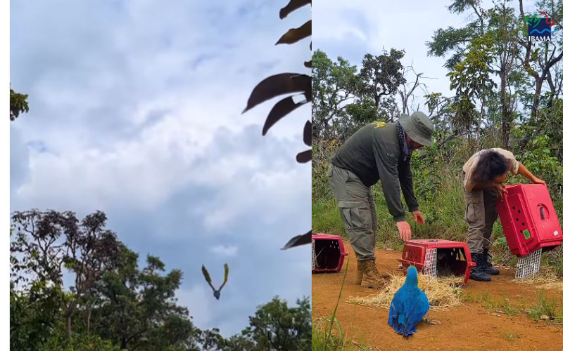 Araras são devolvidas à natureza pelo Ibama; alegria da liberdade; vídeo