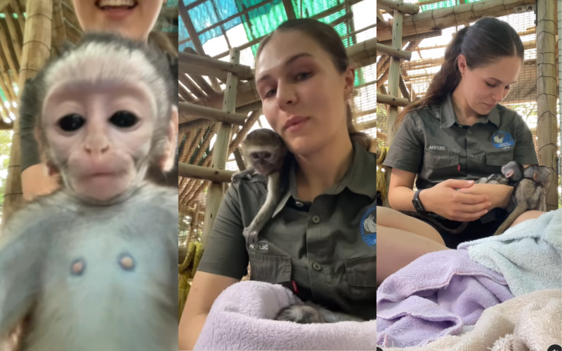 Veja a veterinária que cuida de macaquinhos órfãos antes de voltarem para a natureza; vídeo