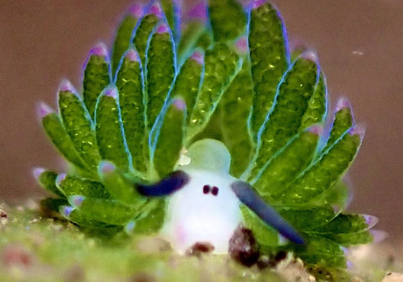 Mergulhador fotografa a criatura marinha mais fofa; parece desenho animado