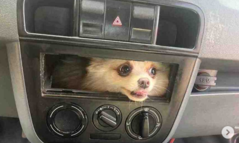 Bombeiros resgatam cachorro no painel do carro. Como ele entrou ali?