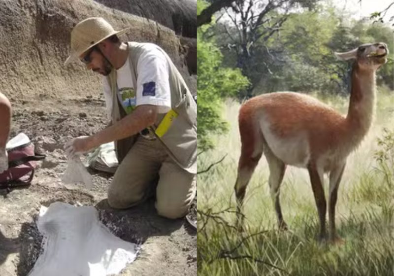 Era do Gelo existiu? Arqueólogos do Brasil descobrem animais gigantes extintos há mais de 3 mil anos