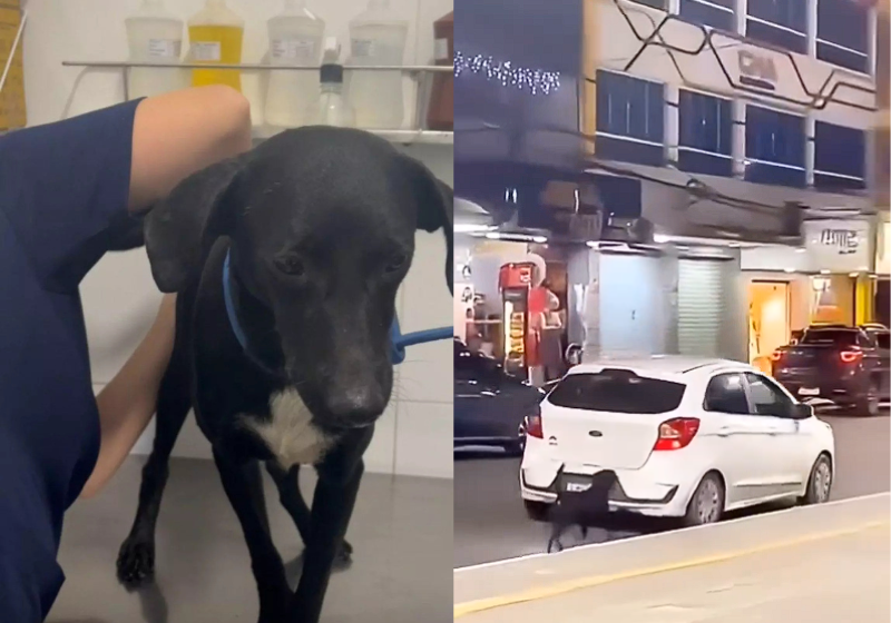 Cachorro jogado de carro no Rio é resgatado e ganha lar; vídeo