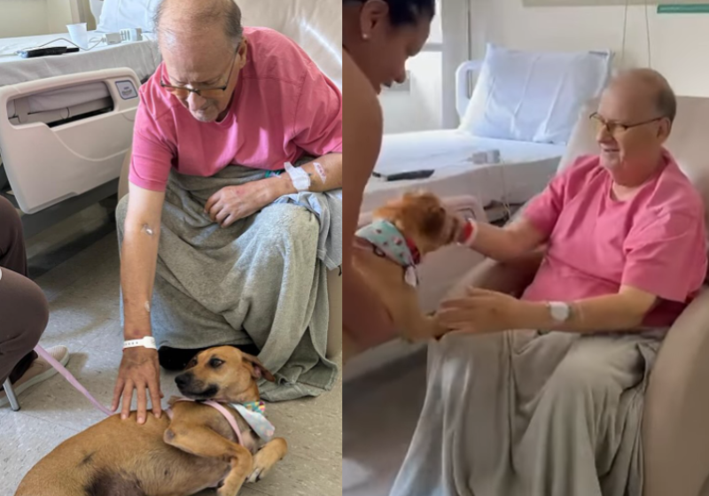 A cachorrinha Mel, ao visitar o seu tutor internado em SC, fez a maior festa. Remédio eficaz! - Foto: @unimedjoinville/Instagram