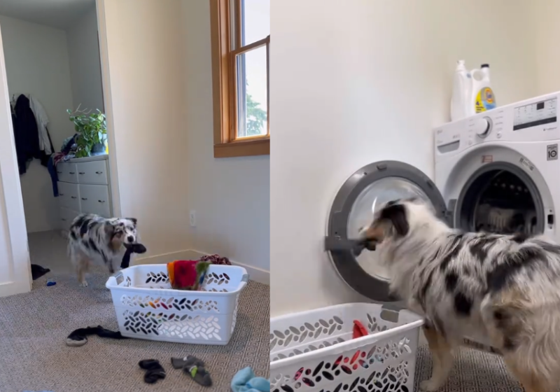 A cachorrinha Promise, que mora com a tutora Mary nos EUA, arruma a casa direitinho e tem 8 milhões de seguidores. - Foto: @my_aussie_gal