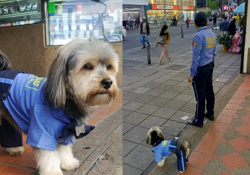 Cãozinho fofo vira “segurança” de shopping com uniforme e tudo; ‘coisa mais linda que vi’