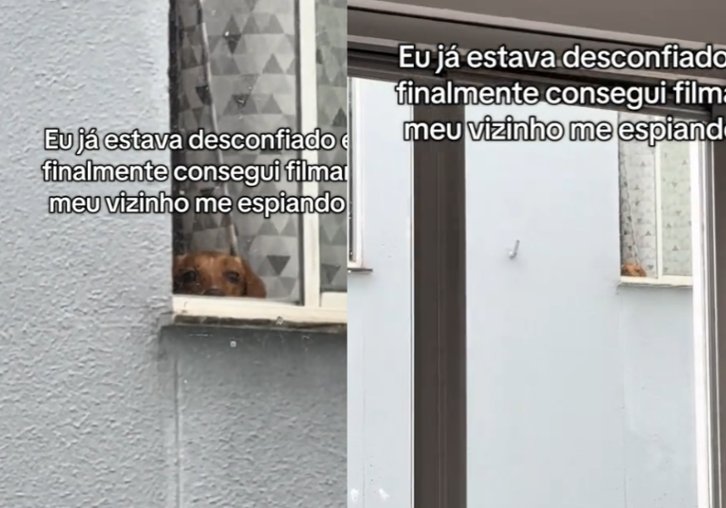 Câmera flagra cachorrinho que espia vizinho humano pela janela do apartamento e se esconde; vídeo