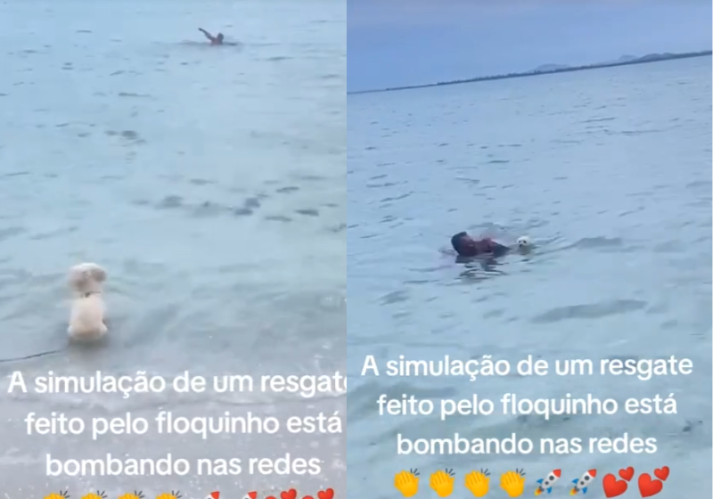 O cão poodle Floquinho, se jogou no mar do Rio de Janeiro para 