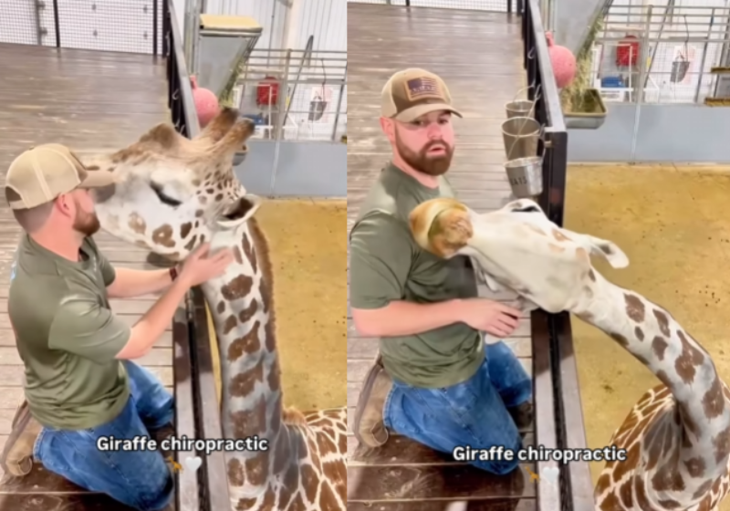 Girafa deita no ombro do veterinário e mostra gratidão que sente por ele; vídeo