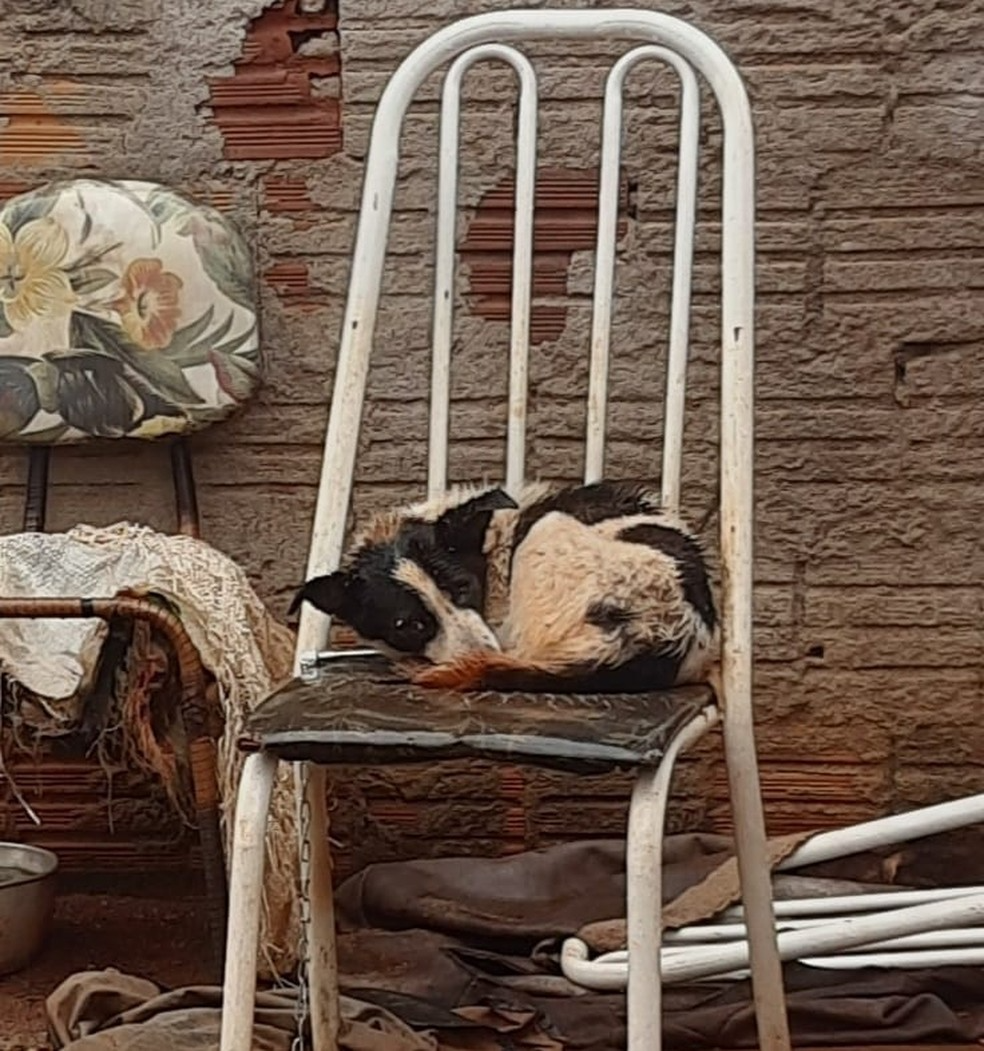 O cãozinho comoveu os policiais, que fizeram de tudo para dar uma nova chance a ele. - Foto: Polícia Civil