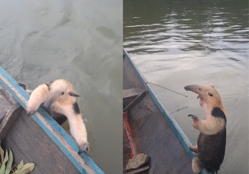 Tamanduá que nadava em rio sobe em barco e é resgatado por pescadores; VÍDEO