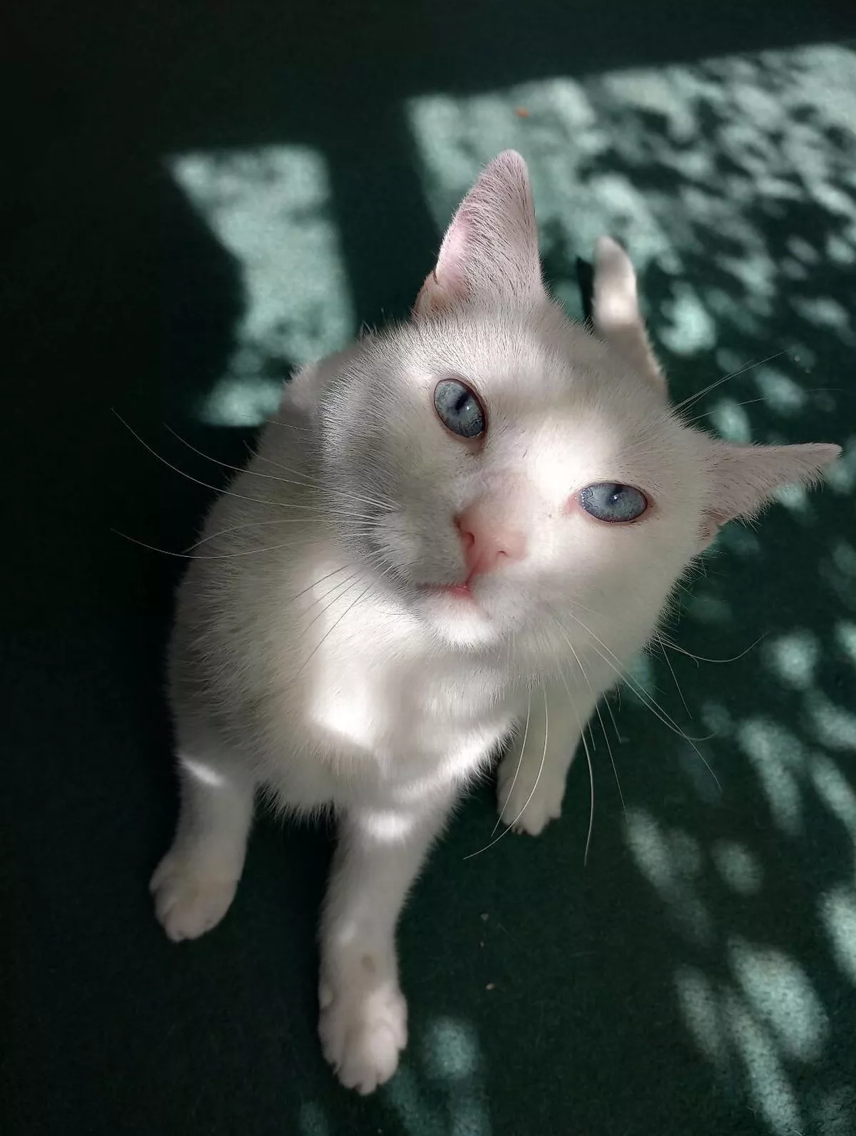 O felino adora correr atrás de outros gatos pelo jardim. - Foto: Arquivo pessoal